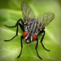 /album/star-stable-online-b-merci/photolia-a01-jpg/