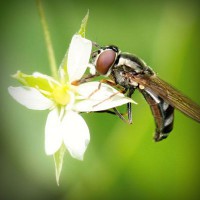 /album/star-stable-online-b-merci/photolia-a02-jpg/