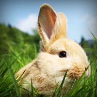 /album/star-stable-online-b-merci/photolia-a03-jpg/