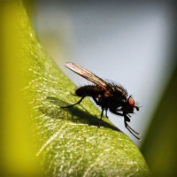 /album/star-stable-online-b-merci/photolia-a04-jpg/