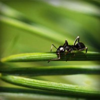 /album/star-stable-online-b-merci/photolia-a05-jpg/