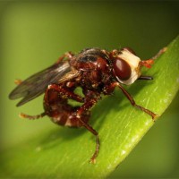 /album/star-stable-online-b-merci/photolia-a06-jpg/