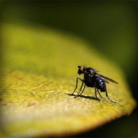 /album/star-stable-online-b-merci/photolia-a07-jpg/