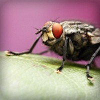 /album/star-stable-online-b-merci/photolia-a08-jpg/